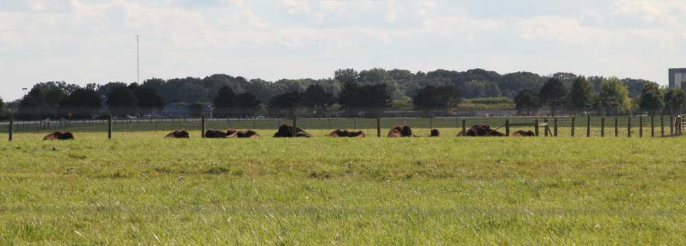 Fermilab US Sirius Algeria ScienceTevatron D0 Bison